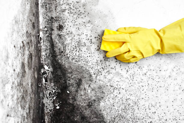 Best Residential Mold Removal  in Pass Christian, MS