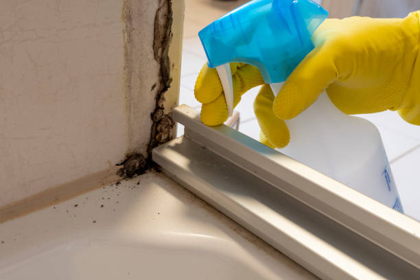 Best Mold Damage Repair  in Pass Christian, MS