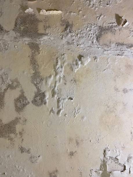 Best Fast Mold Removal  in Pass Christian, MS